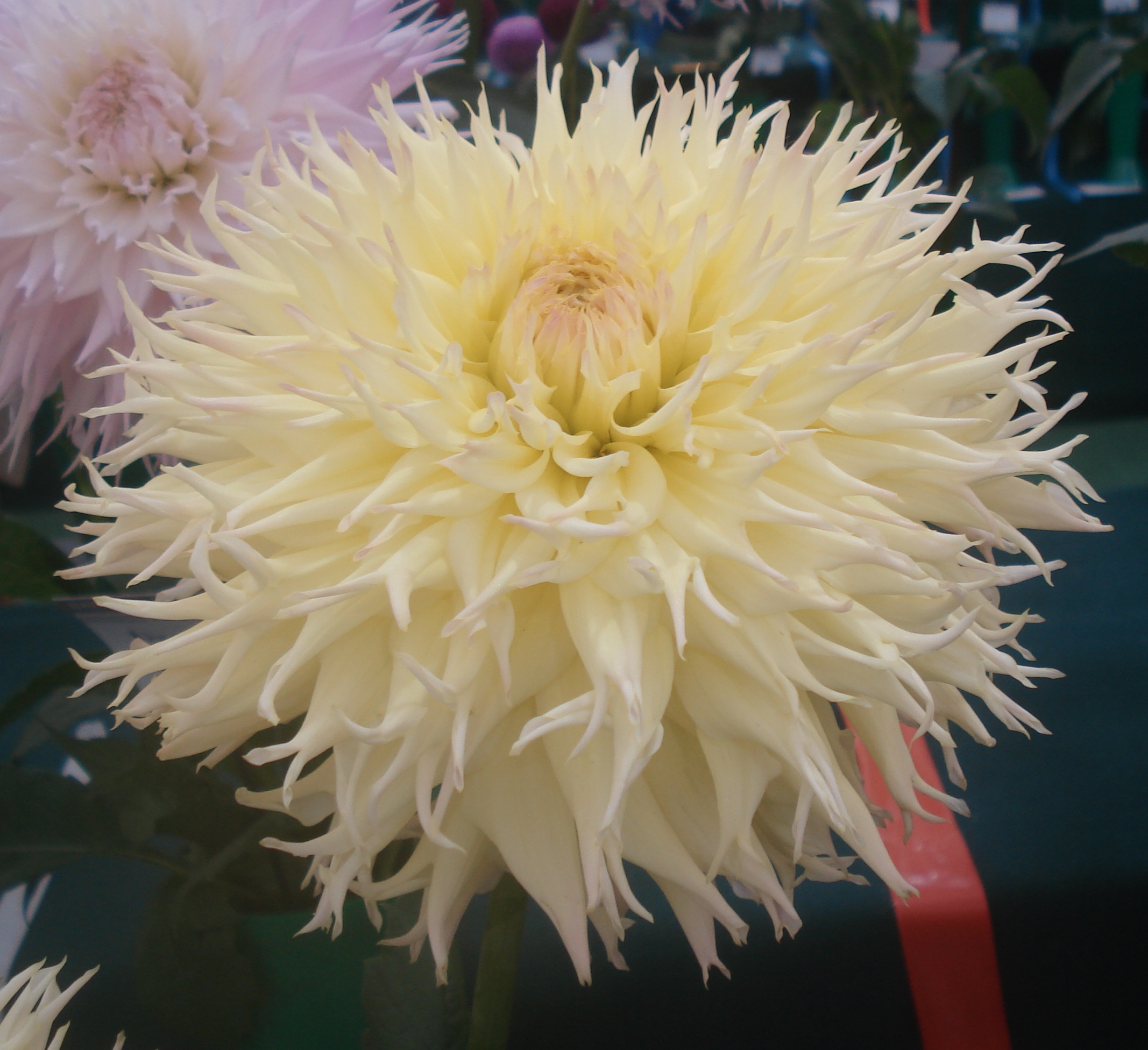 Normandie Delight.jpg (77252 bytes)